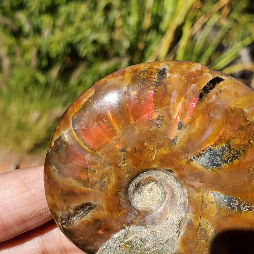 Ammonite Fossil Iridescent Rainbow Color Burst 164 Grams